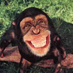 MACACO NUNCA BRIGA COM O GALHO ONDE SOBE